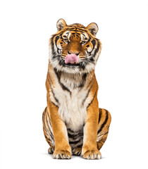 Tiger sitting and cleanning itself, isolated on white