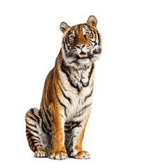 Fototapeta na wymiar Tiger sitting, isolated on white