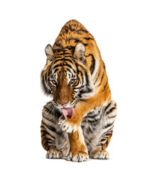 Tiger sitting and cleanning itself, isolated on white