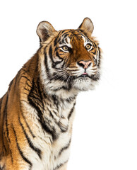 Close-up on a Tiger's head, isolated on white
