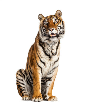 Tiger sitting, isolated on white © Eric Isselée