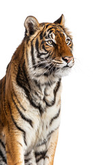 Close-up on a Tiger's head, isolated on white