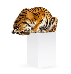 Tiger looking down, isolated on white