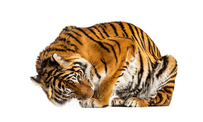 Tiger looking down, isolated on white