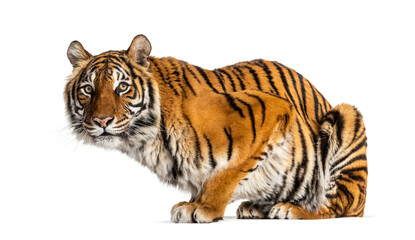 Tiger looking away, isolated on white