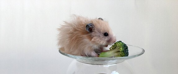 fluffy angora hamster on a glass saucer eating broccoli