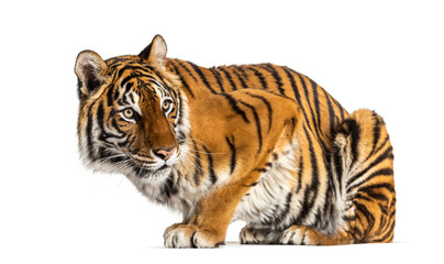 Tiger looking away, isolated on white