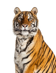 close-up on a Tiger's head, isolated
