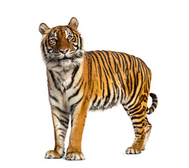Side view, profile of a tiger standing, isolated on white