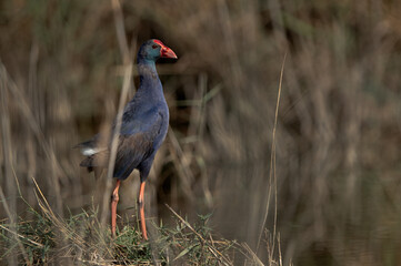 Grey-headed Swamphen in its habitat at Asker Marsh, Bahrain