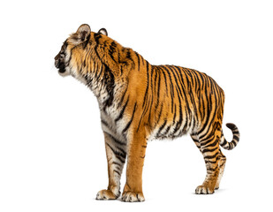 Tiger looking backwards, isolated on white