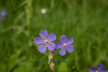 A delicate flower of Geranium pratense. Yaroslavl. Beautiful summer day.