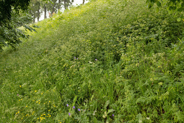 A delicate flower of Geranium pratense. Yaroslavl. Beautiful summer day.