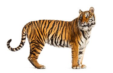 Side view, profile of a tiger standing, isolated on white