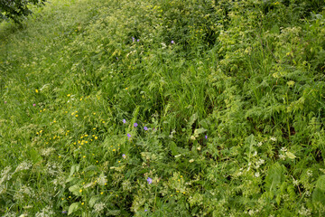 A delicate flower of Geranium pratense. Yaroslavl. Beautiful summer day.