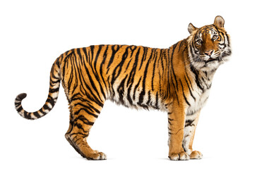 Side view, profile of a tiger standing, isolated on white