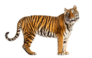 Foto op Plexiglas Zijaanzicht, profiel van een staande tijger, geïsoleerd op wit © Eric Isselée