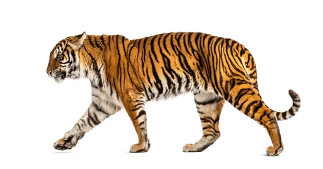 Zelfklevend Fotobehang Side view of a Tiger walking away, isolated on white © Eric Isselée