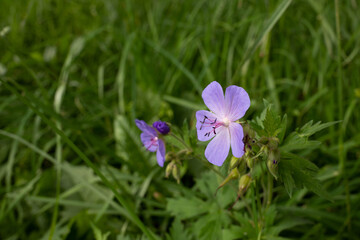 A delicate flower of Geranium pratense. Yaroslavl. Beautiful summer day.