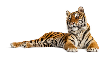 Tiger lying down isolated on white
