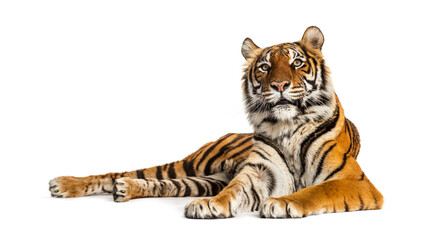 Tiger lying down isolated on white