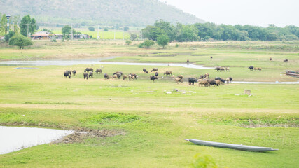 buffalos in the field