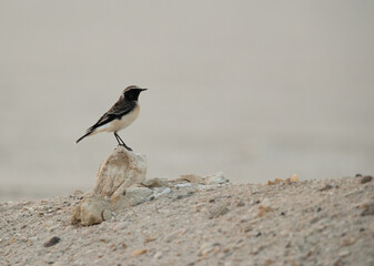 Pied wheatear perched on a rock at Busaiteen coast of Bahrain