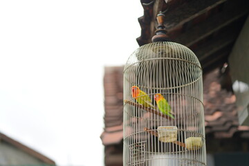 Two canaries in a cage