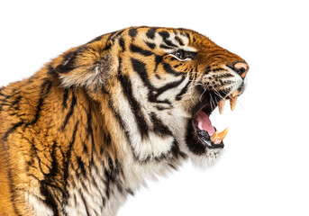 Fototapeta premium close-up on a Tiger's head looking angry, showing its tooth