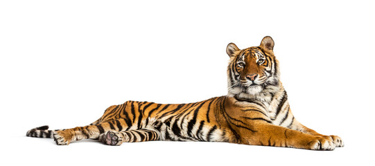 Tiger lying down isolated on white - obrazy, fototapety, plakaty