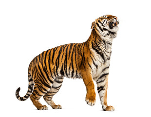 Fototapeta na wymiar WalkingTiger showing its tooth and looking aggressive, isolated