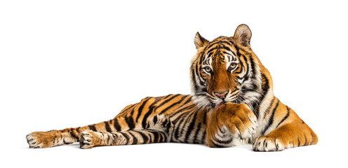 Tiger lying down cleanning itself, isolated on white