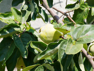 (Cydonia oblonga) Cognassier ou pommier de Cydon aux fruits comestible jaune or nommés coing à forme de poire 