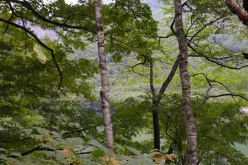白樺　しらかば　湖畔　山　林