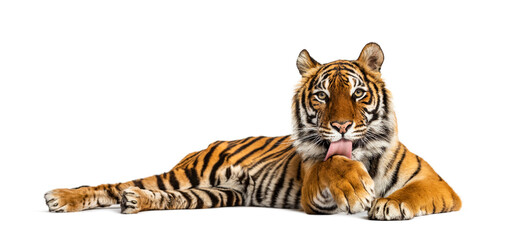 Tiger lying down cleanning itself, isolated on white