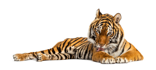 Tiger lying down cleanning itself, isolated on white