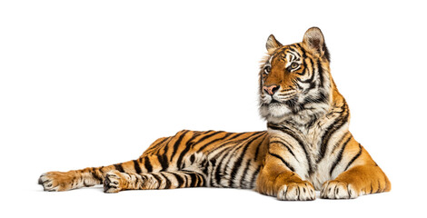 Tiger lying down isolated on white