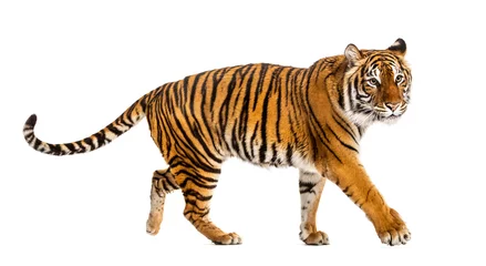 Foto op Plexiglas Zijaanzicht van een tijger die wegloopt, geïsoleerd op wit © Eric Isselée