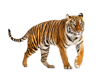 Side view of a Tiger walking away, isolated on white