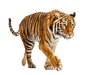 Tiger prowling and approaching, isolated