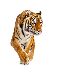 Tiger prowling and approaching, isolated