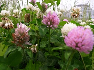 Obraz premium クローバー 野草 