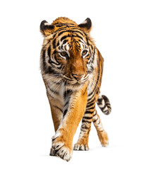 Tiger prowling and approaching, isolated