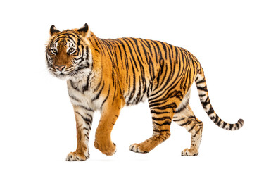 Fototapeta premium Side view of a Tiger walking away, isolated on white