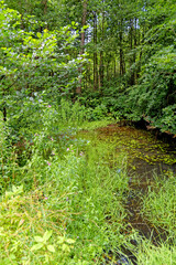 Stellagill Woods - County Durham United Kingdom