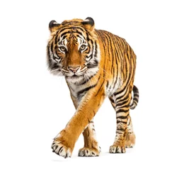 Fototapete Rund Tiger schleichend, nähert sich und schaut in die Kamera, isoliert © Eric Isselée