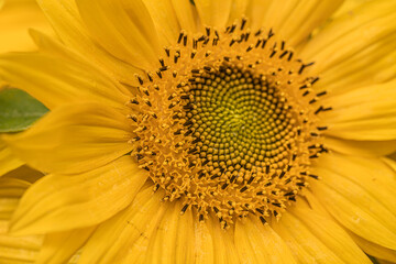 yellow flower,
Natural sunflower background. Bloom. Close-up