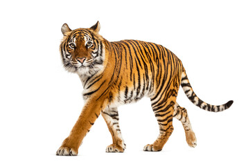 Obraz premium Side view of a Tiger walking away, isolated on white
