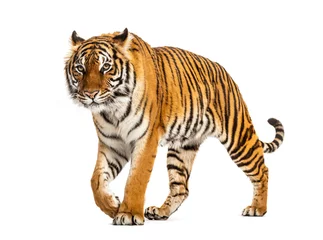 Gartenposter Tiger prowling and approaching, isolated © Eric Isselée