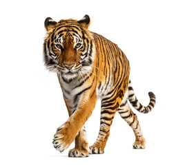 Tiger prowling and approaching, isolated - obrazy, fototapety, plakaty